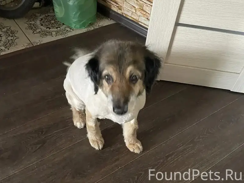 Пропала собака Тоня, район хромпика