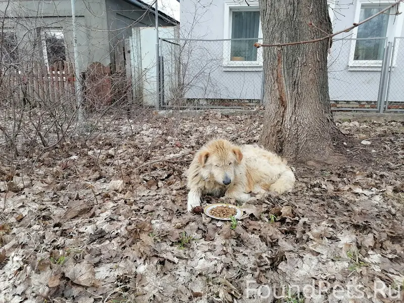 Найден пёс, переулок Чкалова
