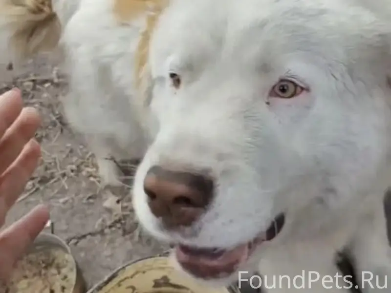 Пропал Малыш, Прокопьевск, Ясная Поляна