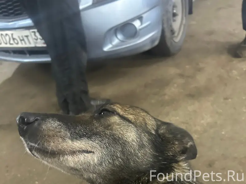 Найденна собака Рута