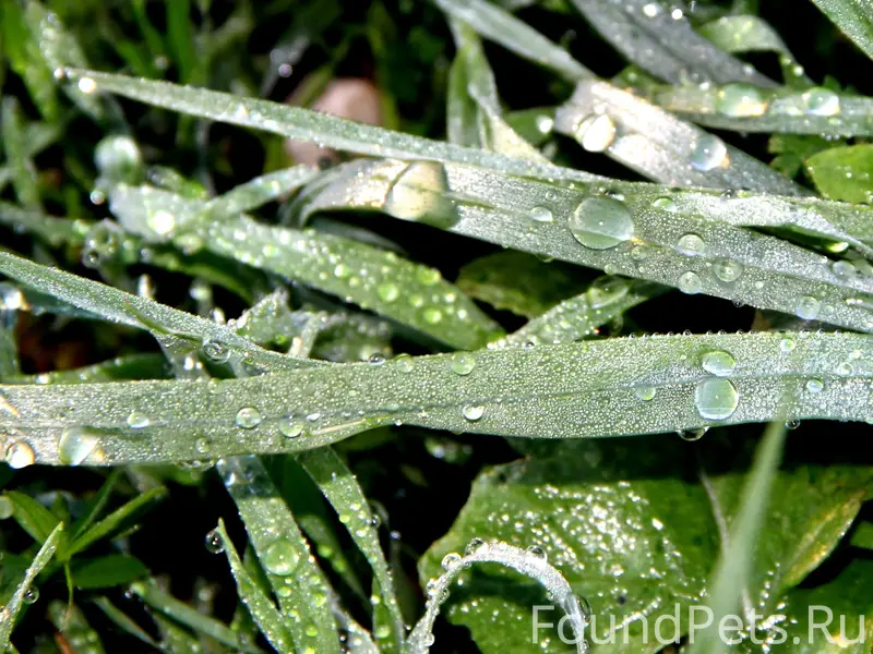 Найден кот, предположительно потерявшийся, город К