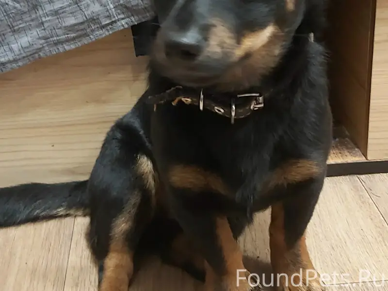 Пропал Граф, район 21 школы