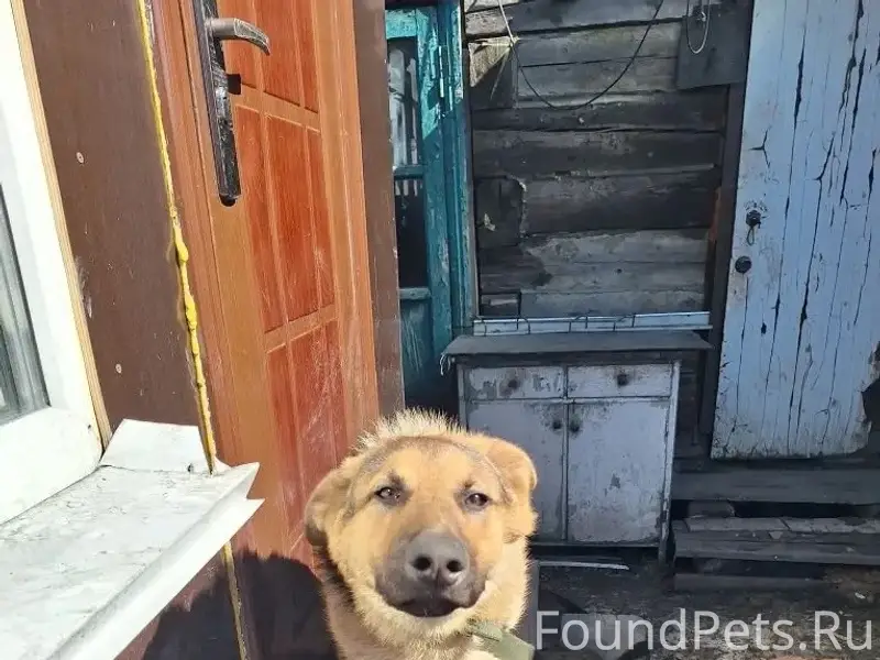 Пропала немецкая овчарка, Киселевск, район Афонино