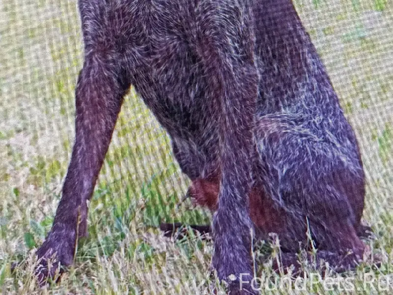 Пропала собака дратхаар Альма, Мышкинский район