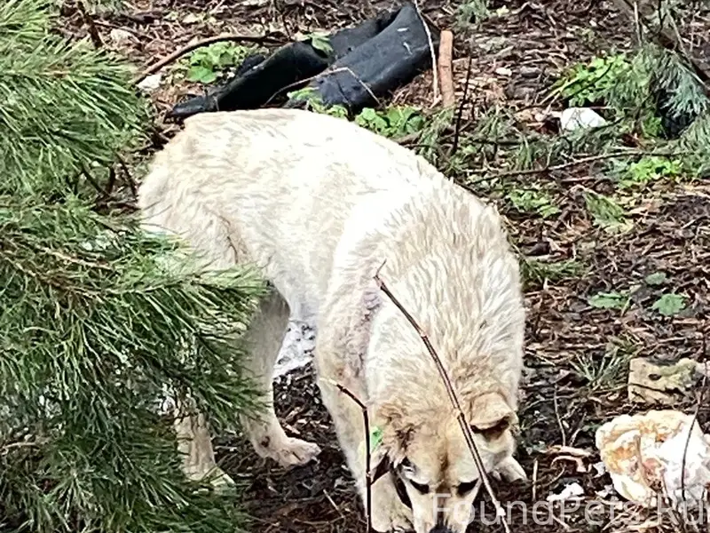Найдена собака, Сормово, Нижний Новгород
