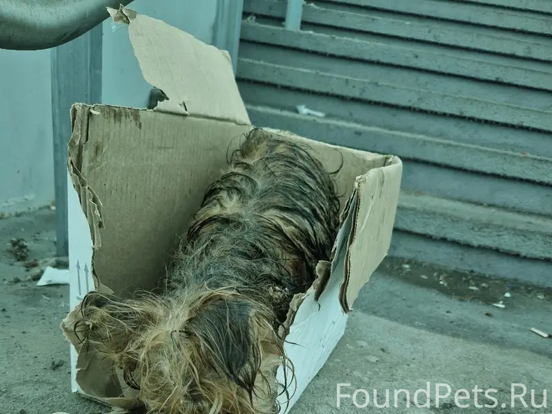 Найдена собака Йорк терьер, трасса М5