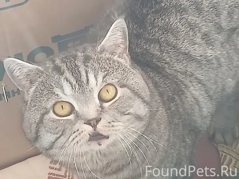 Найден кот, Лесопарковая,13a