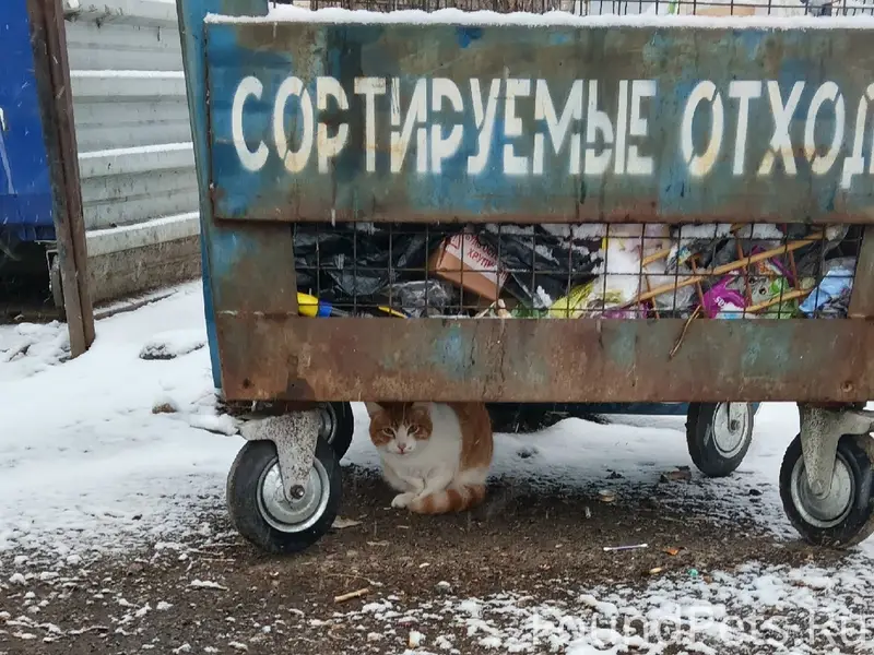 Найден кот, Трубный район