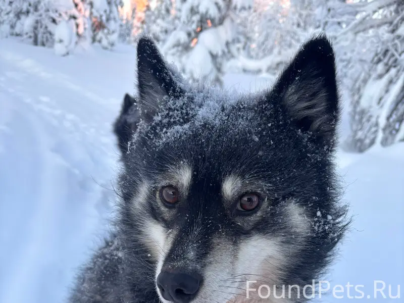 Пропали собаки, возле Аксарки