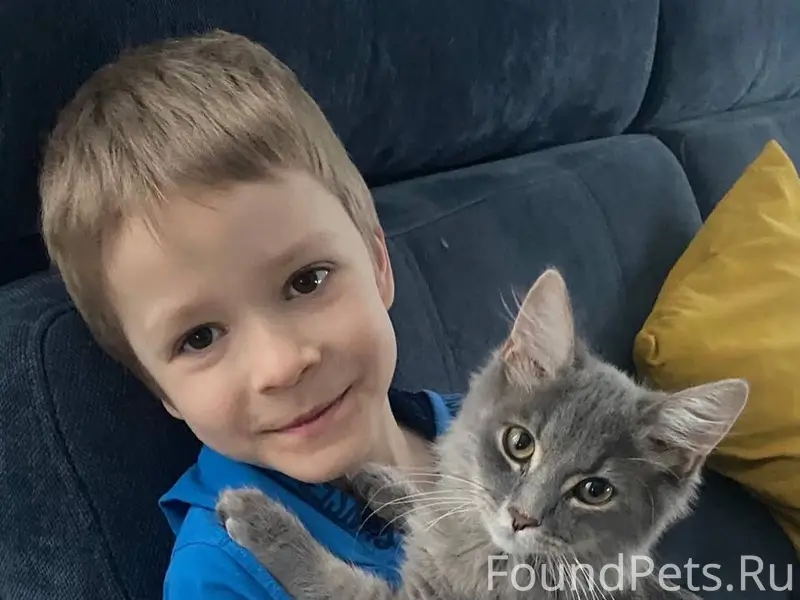 Найдена кошка Пушок
