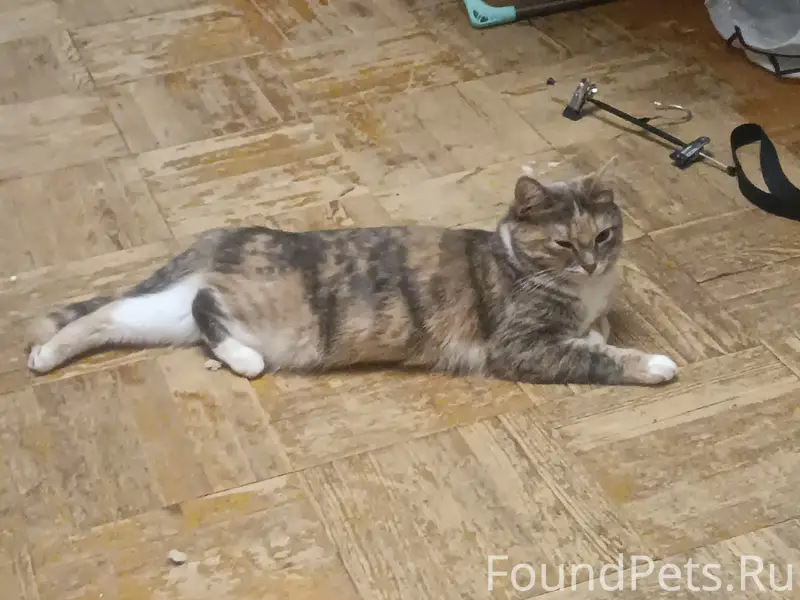 Пропала кошка Майка, Первомайский проезд