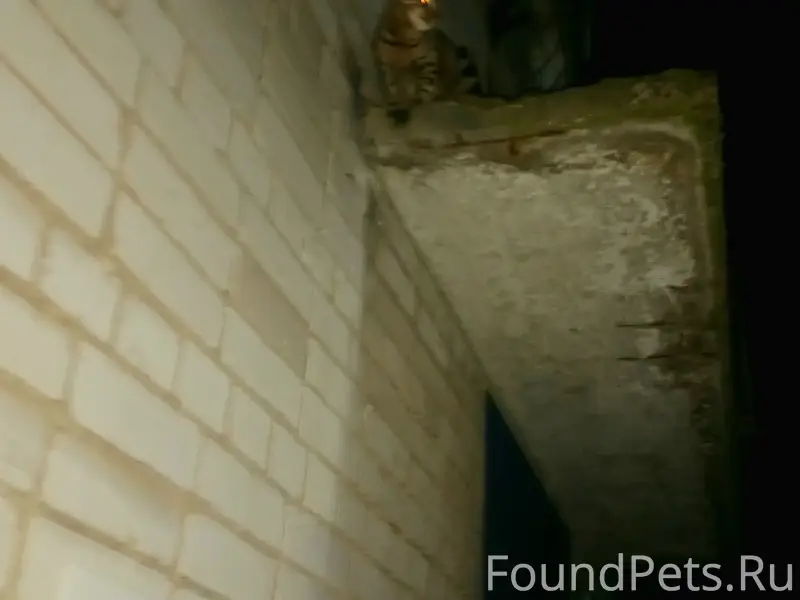 Пропала кошка Рыся, возможно на козырьке Почты