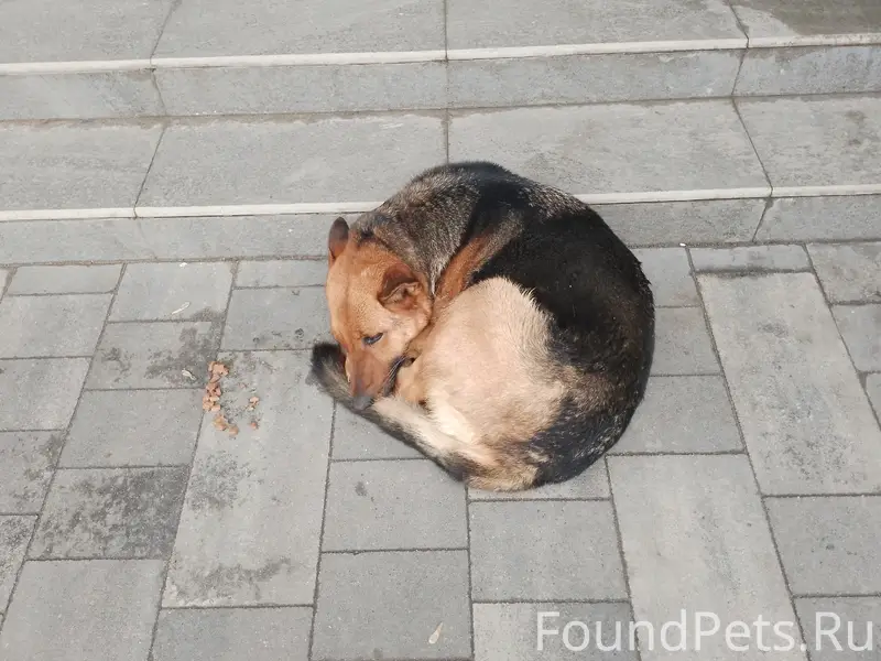 Найден пёс, [место неизвестно]
