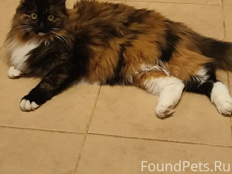 Пропала кошка, деревня Ясюниха