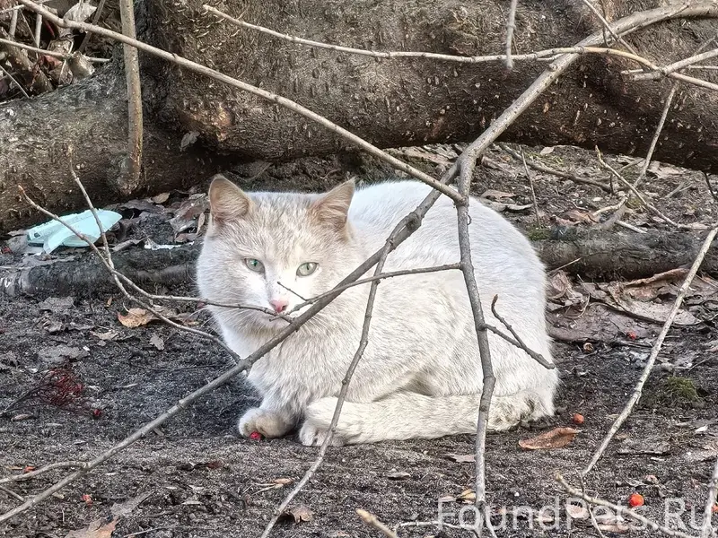 Найдена белая кошка, Мещерского