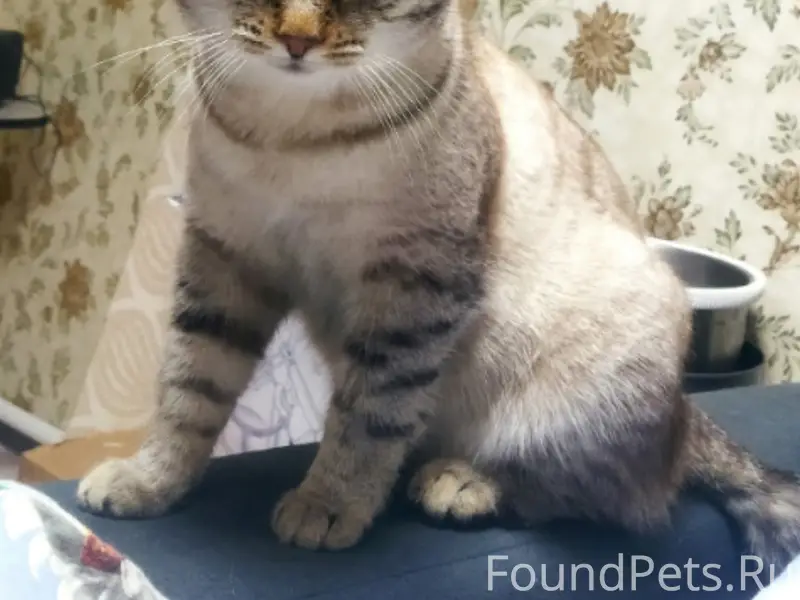 Пропал кот, ул. Онежская