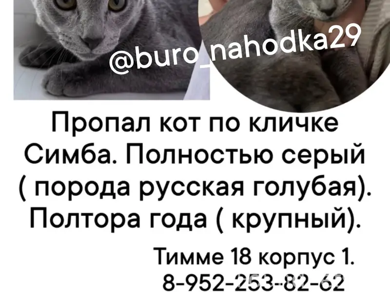 Пропал кот Симба, Архангельск