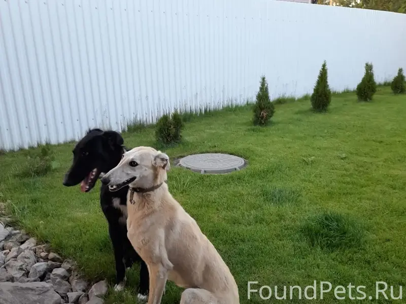 Пропала Псовая Борзая, район улицы Полевая