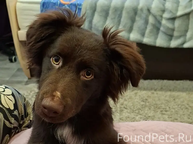 Пропал русский охотничий спаниель Тео, район Александровского поля