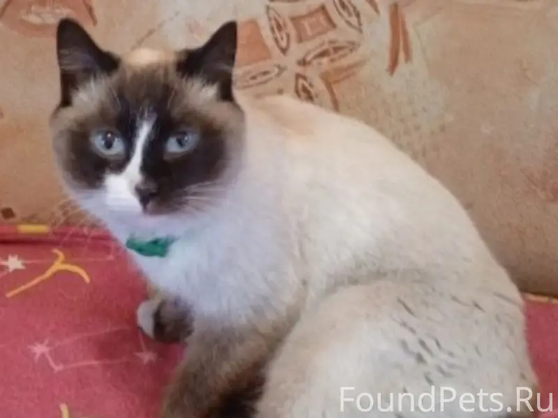 Найден кот, район Телевизионки