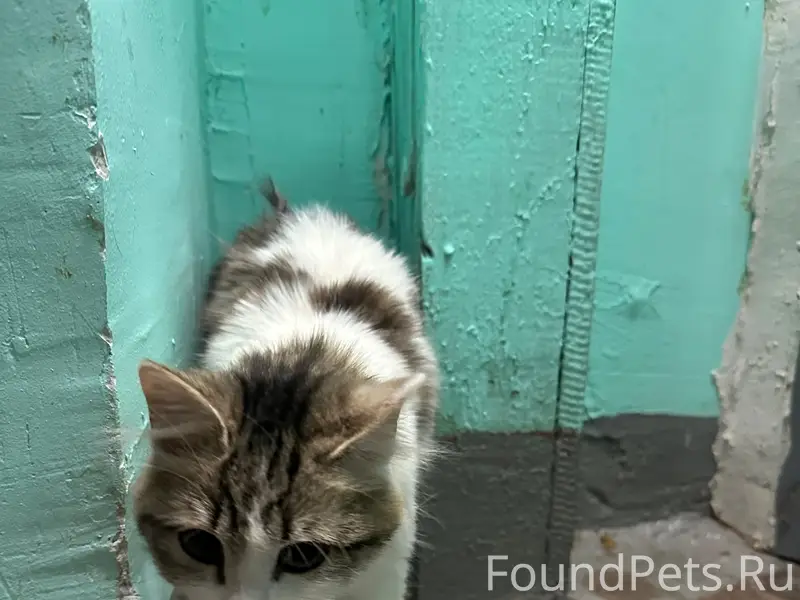 Найден котёнок девочка, Лебяжка