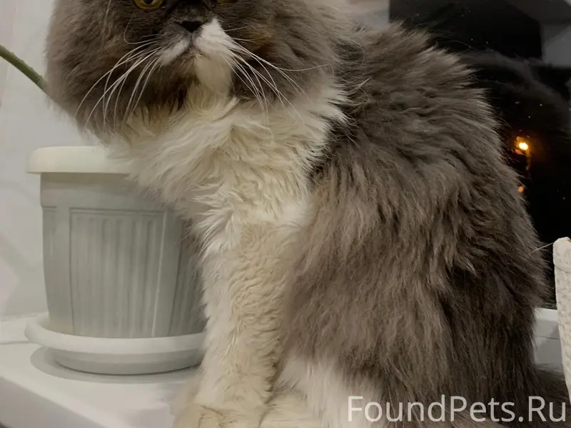 Пропал кот Миша, Новочеркасск