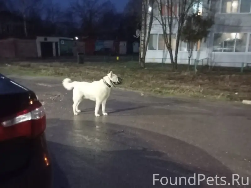 Пропала собака, район ул. Победы и ул. Крупской