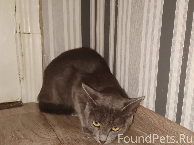 Найдена гладкошёрстная кошка, Степан Злобина 5