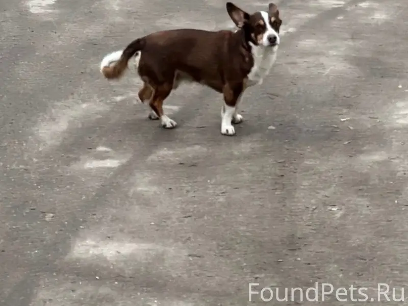 Пропала собака, Ватутина 38