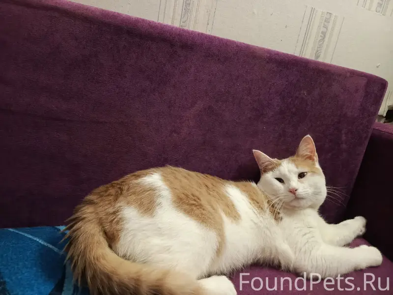 Пропал кот, рыжий-белый, улица Ладыжникова