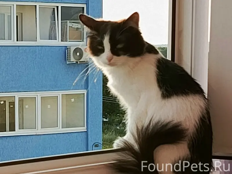 Пропала кошка, около Булгаковского рынка