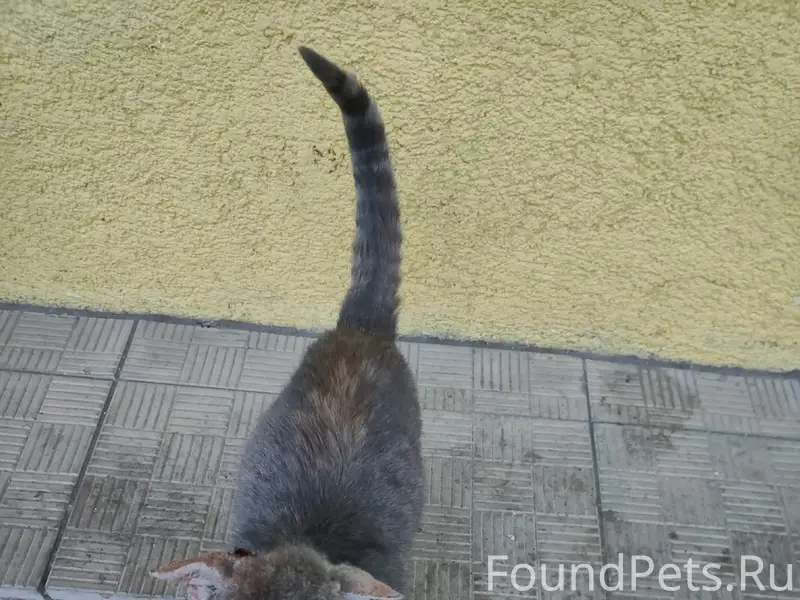 Найдена кошка, улица Александра Фролова, Ржев