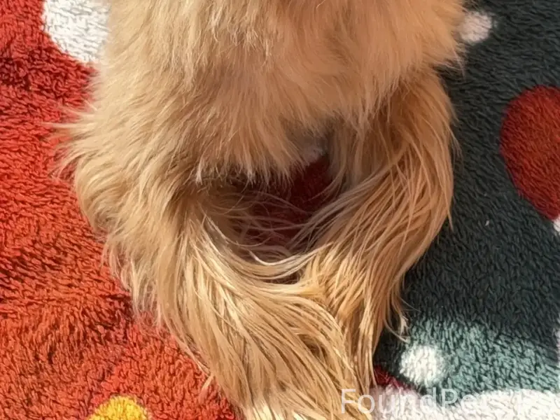 Пропал ойршерский-терьер Рич, Барский