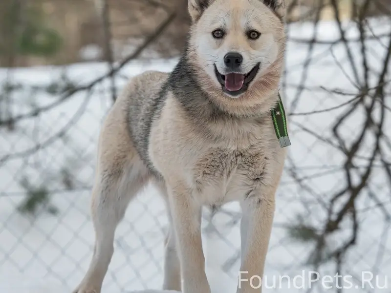 Пропала собака Умка, Наро-Фоминск