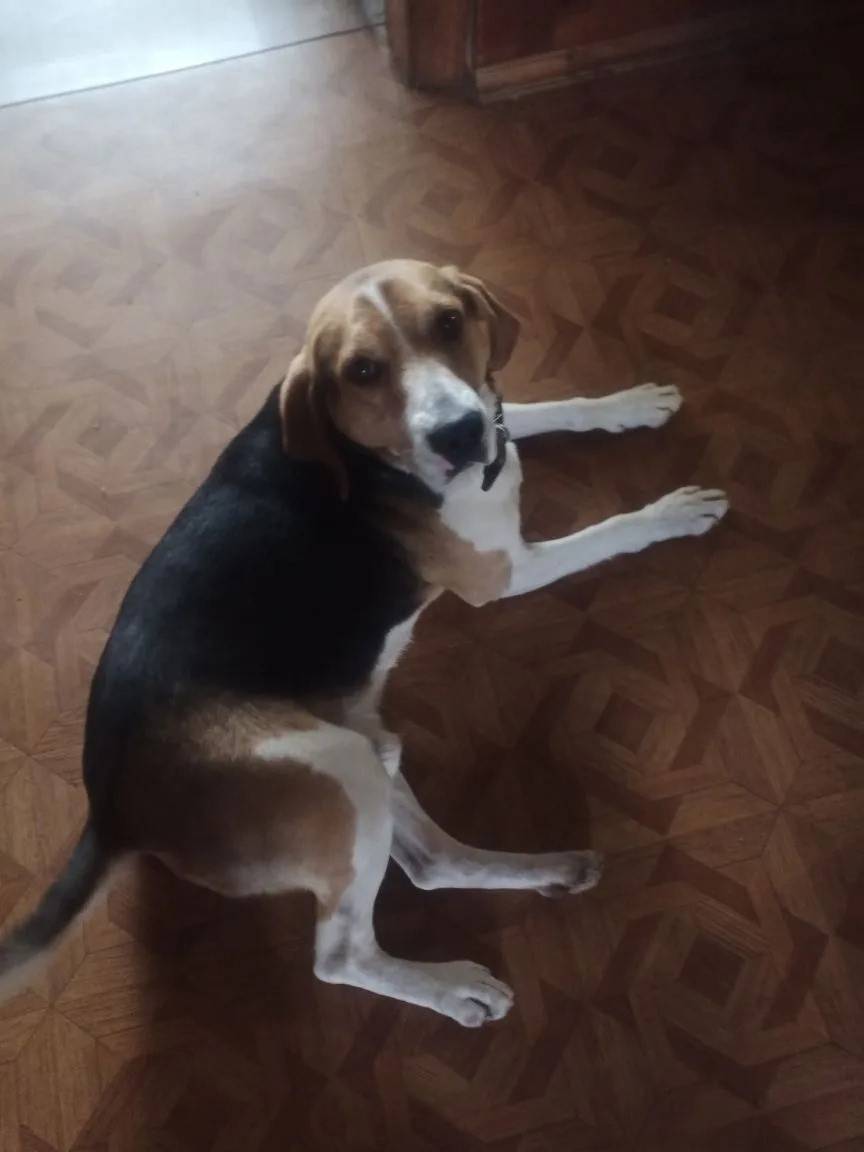 Пропала эстонская гончая Эдик, деревня