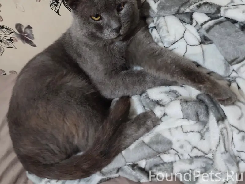 Пропал серый кот, Минеральные Воды