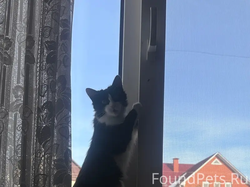 Пропала кошка Мася, район мечети