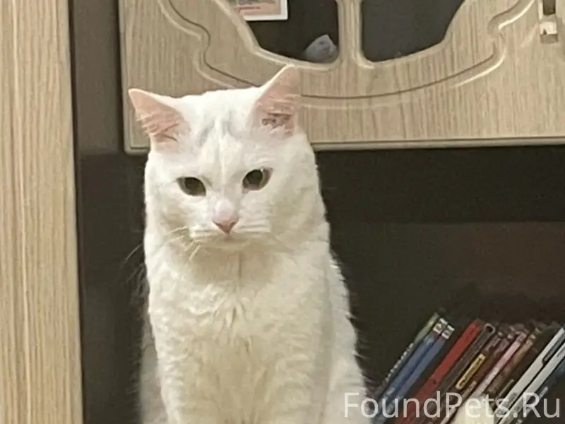 Пропал белый кот Барсик, район Лимендского ДК