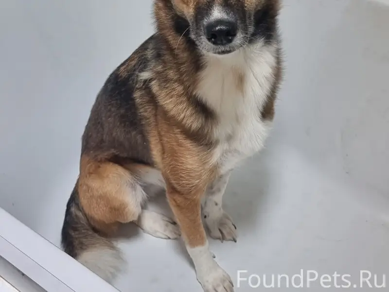 Пропала собака Луна, Орбитовские дачи