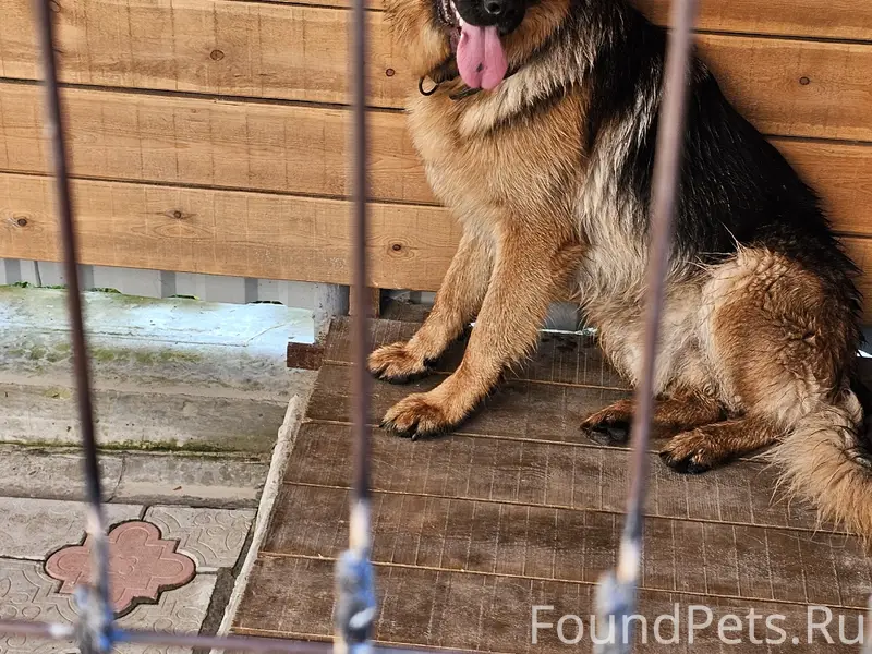 Пропала собака, свяжитесь по телефону