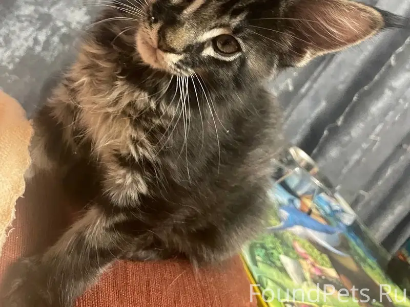 Пропал мейн-кун Малыш, район набережной