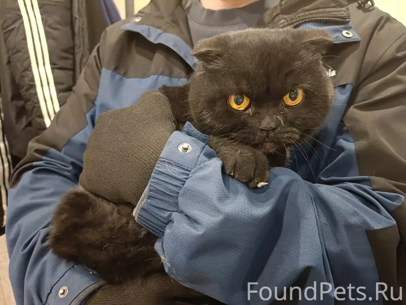 Найден котик, Лопатинский рудник