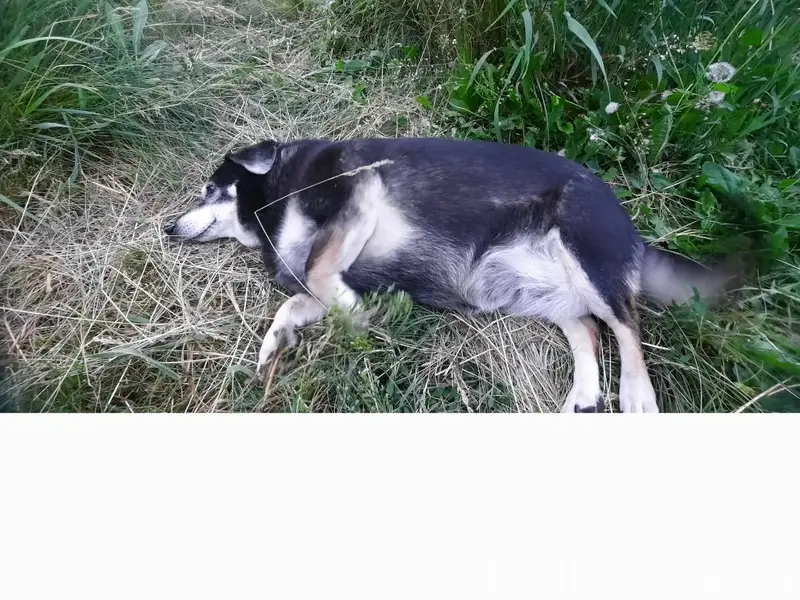 Пропала собака Жулька, район ул Правды