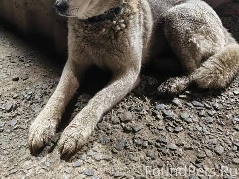 Найден хаски, ошейник цвета хаки