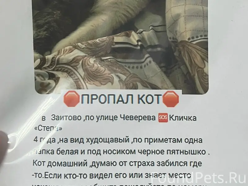 Пропал кот Степа, Октябрьский, Заитово