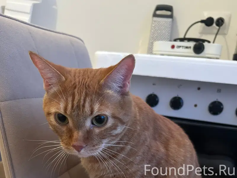 Найдены рыжий кот и серая кошка, новостройки
