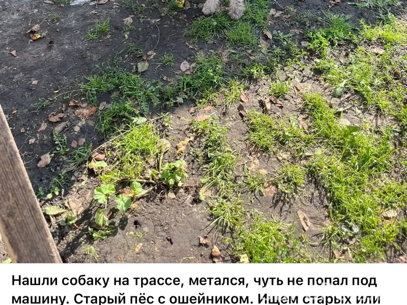 Пропал жесткошерстный фокстерьер Стёпа, Шараповка