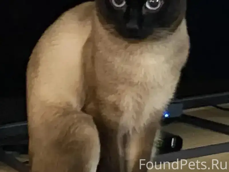 Пропал сиамский кот, Мелентьево