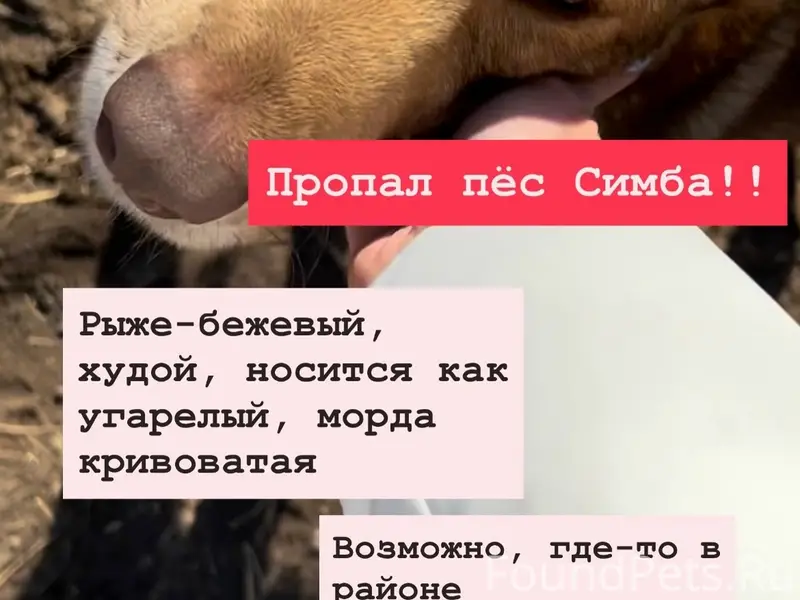 Пропал пёс Симба, Дубна