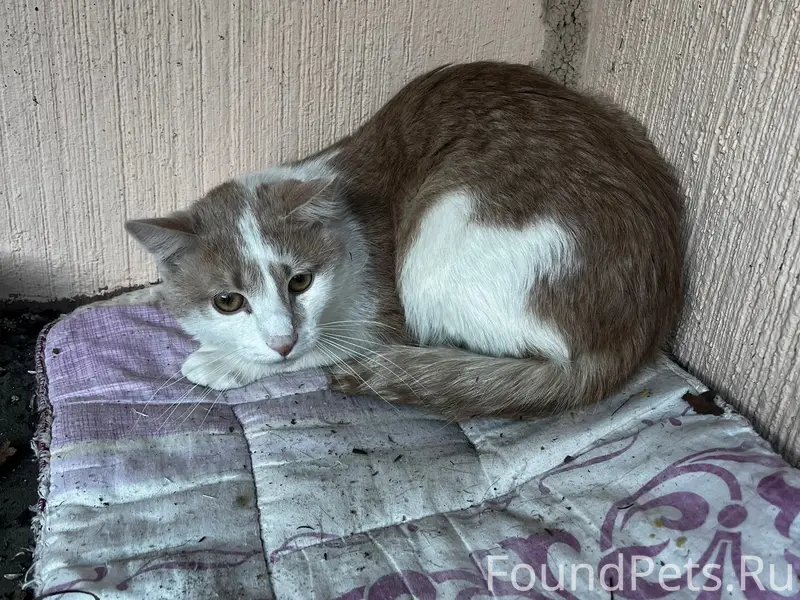 Найдена кошка, Приморский район, Санкт-Петербург